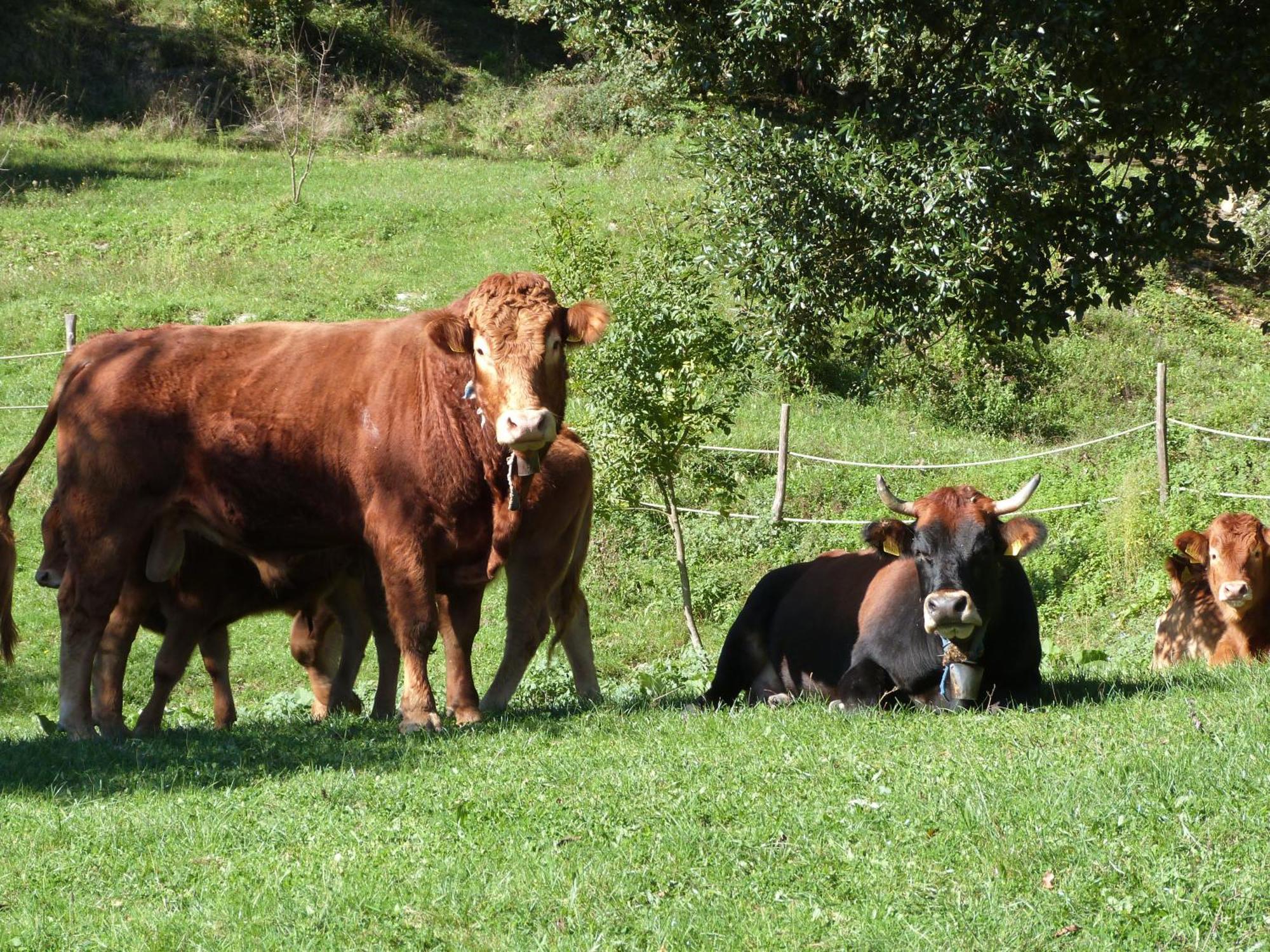 Giandriale Vakantieboerderij *